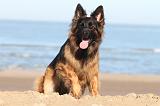 BERGER ALLEMAND 062